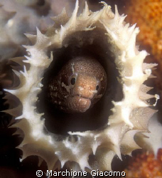 Surprise. Nikon D100, 60 micro, twin strobo
Mabul Island by Marchione Giacomo 
